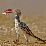 Southern Red-billed Hornbill