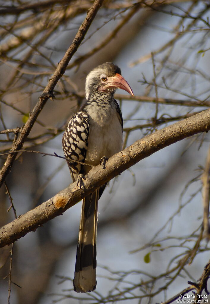 Southern Red-billed Hornbill