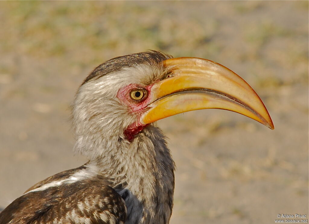 Southern Yellow-billed Hornbill