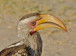 Southern Yellow-billed Hornbill