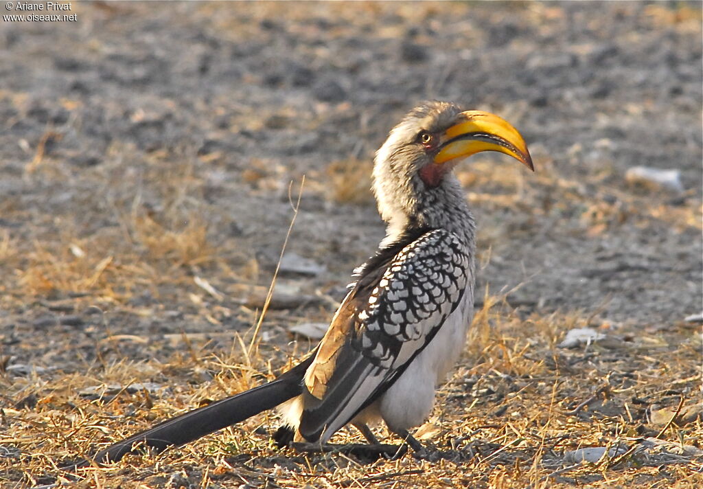 Southern Yellow-billed Hornbill