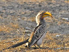 Southern Yellow-billed Hornbill