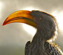 Southern Yellow-billed Hornbill