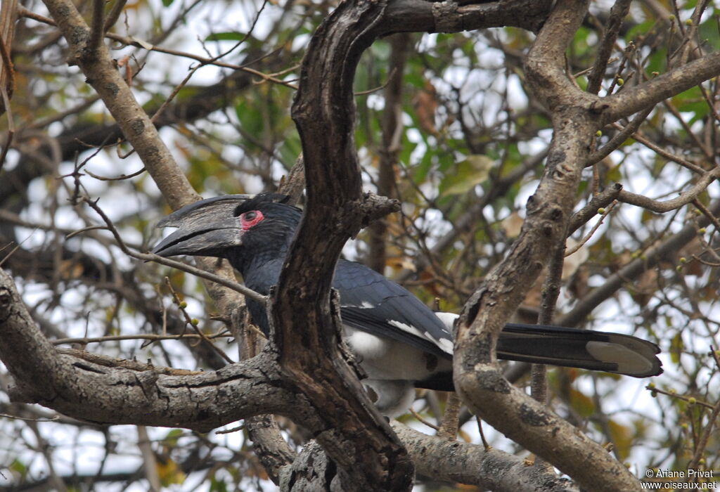 Trumpeter Hornbill