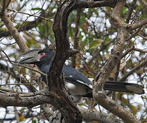 Trumpeter Hornbill