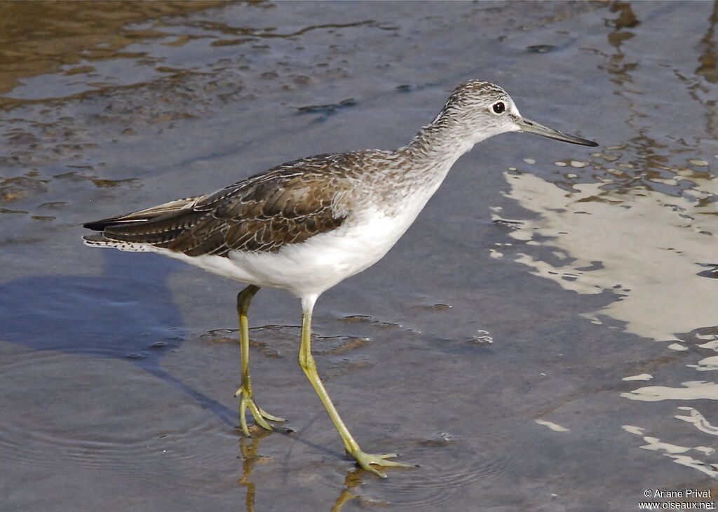 Common Greenshank