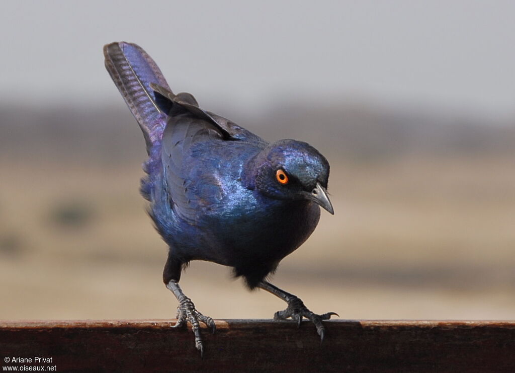 Choucador à oreillons bleus