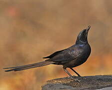 Meves's Starling