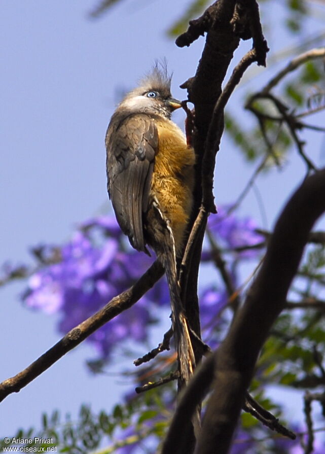 Speckled Mousebird