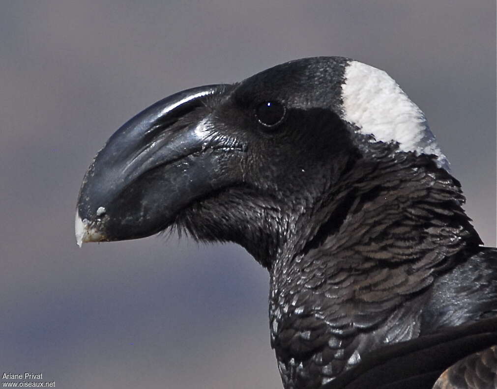 Corbeau corbivauadulte, portrait