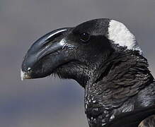 Thick-billed Raven