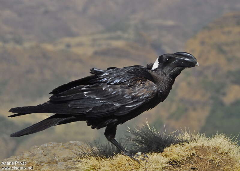 Corbeau corbivauadulte, identification