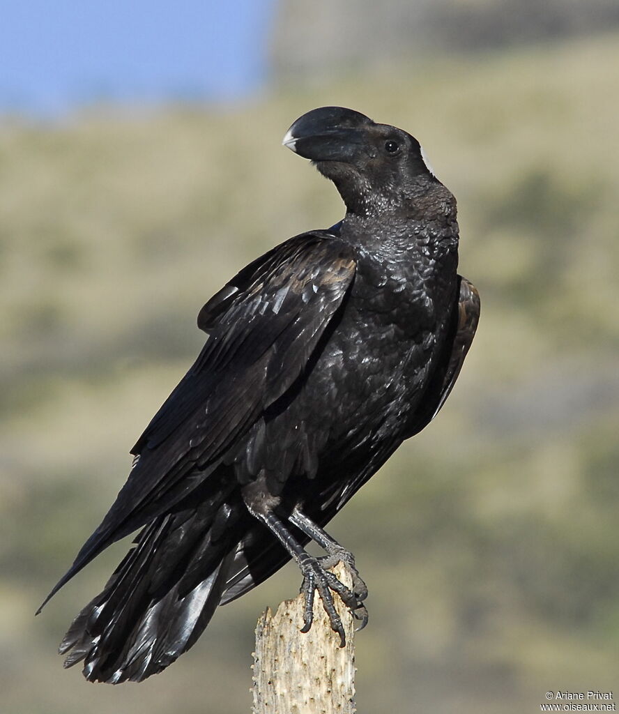 Thick-billed Raven