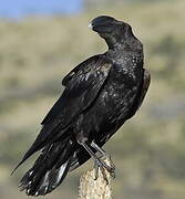 Thick-billed Raven