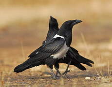 Pied Crow