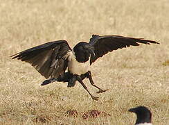 Pied Crow