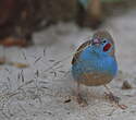 Cordonbleu à joues rouges