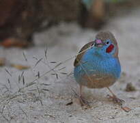 Red-cheeked Cordon-bleu