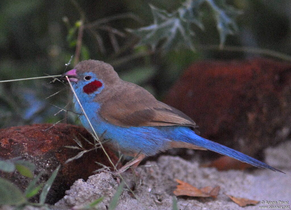 Cordonbleu à joues rouges mâle adulte