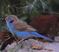 Cordonbleu à joues rouges