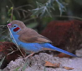 Cordonbleu à joues rouges