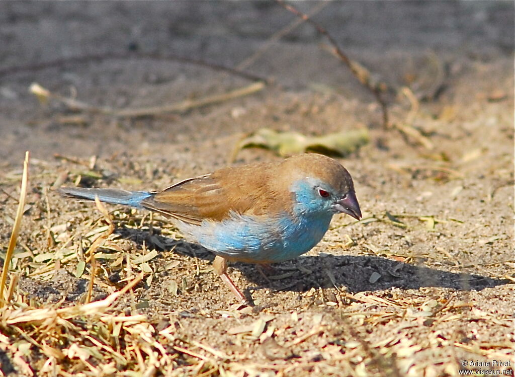 Blue Waxbill male