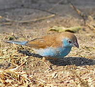 Blue Waxbill