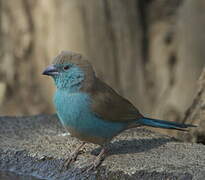 Blue Waxbill