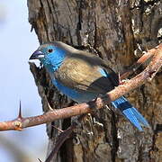 Blue Waxbill