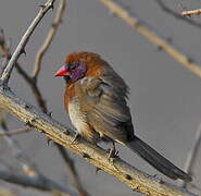 Violet-eared Waxbill