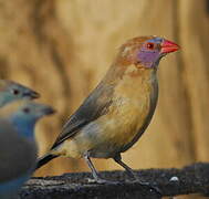 Violet-eared Waxbill