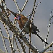 Violet-eared Waxbill