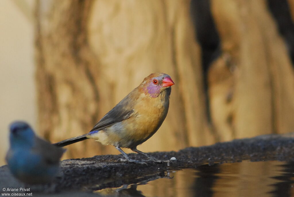 Violet-eared Waxbill female