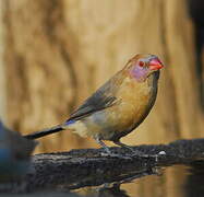 Violet-eared Waxbill