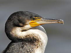 White-breasted Cormorant