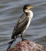 Cormoran à poitrine blanche