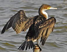 Cormoran à poitrine blanche