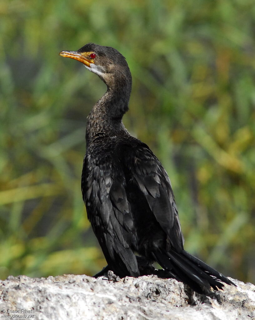 Reed Cormorant