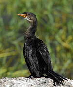 Reed Cormorant