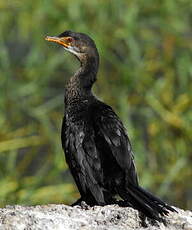 Cormoran africain