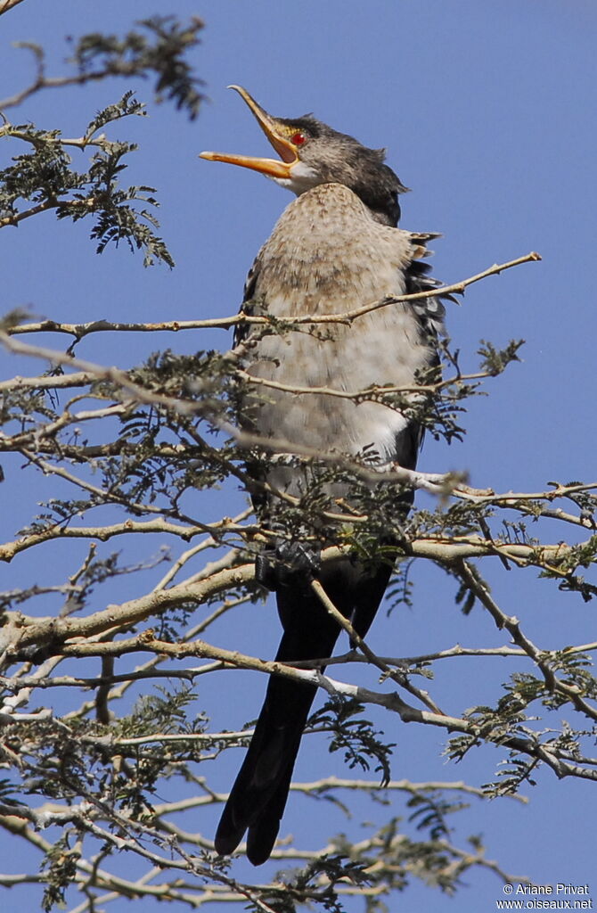 Reed Cormorant