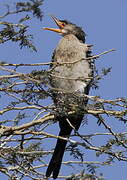 Reed Cormorant