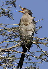 Cormoran africain