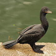 Cormoran vigua