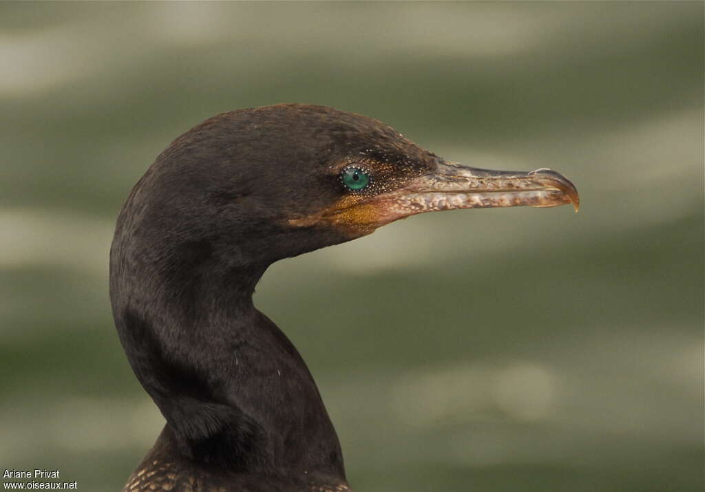 Cormoran viguaimmature, portrait