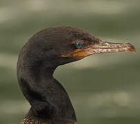 Neotropic Cormorant