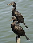 Neotropic Cormorant