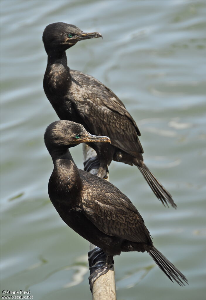 Neotropic Cormorant