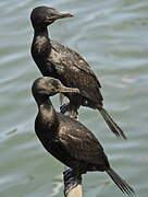 Neotropic Cormorant