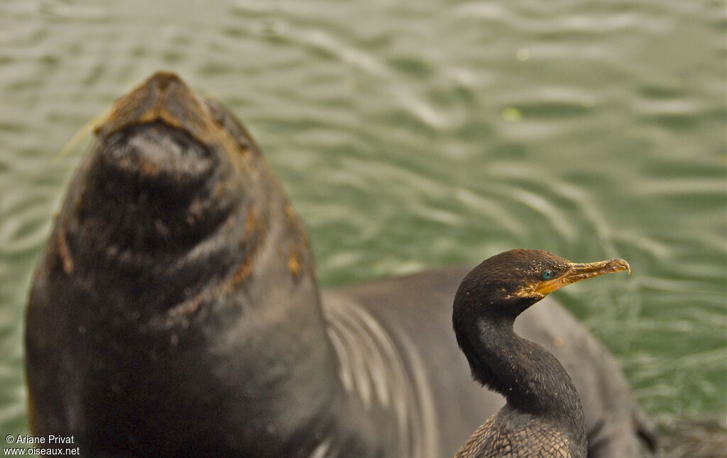 Neotropic Cormorant